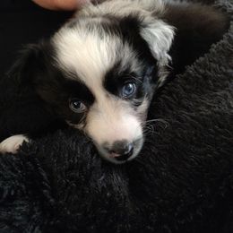 Miniature American Shepherd and Miniature Australian Shepherd Puppies from Idaho Mountain Mini Aussies