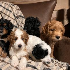 Golden Mountain Doodle Puppies from Pup Paw-fection