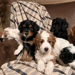Golden Mountain Doodle Puppies from Pup Paw-fection