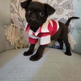 Chocolate male import - Brown male Brussels Griffon puppy in Welch, Minnesota from Baringer Brussels