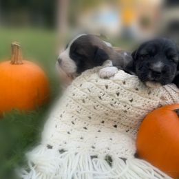 Caucasian Shepherd Dog, Labradoodle, and Saint Bernard Puppies from Blue Line Kennels