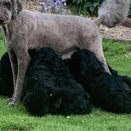 Goldendoodle Puppies from Goldhaly Peach Doodles