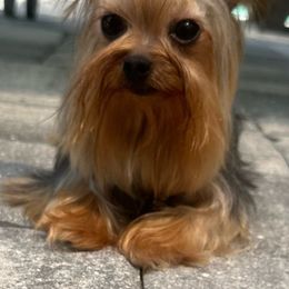 Aloha - Yorkshire Terrier