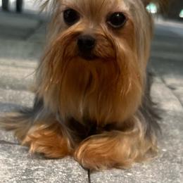 Aloha - Yorkshire Terrier