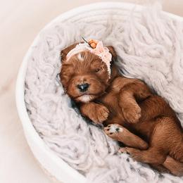 Bernedoodle and Goldendoodle Puppies from Hommel’s Mini Darling Doodles