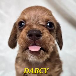 Darcy-soft wirehair - Red female Dachshund puppy in Blair, Oklahoma from North Fork Doxies-Okla