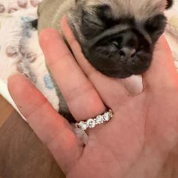 Willow - Fawn female Pug puppy in Moorefield, West Virginia from Wratchford Farms