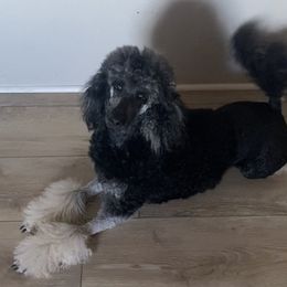 Bailey - Poodle