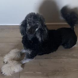 Bailey - Poodle