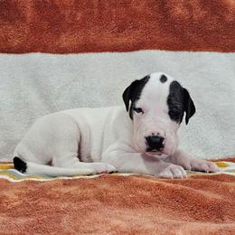 Puppy 4 - Mantle male Great Dane puppy in Castle Rock, Washington from Uber Alles Great Danes