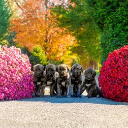 Irish Wolfhound puppies from Cu Faoil Kennels