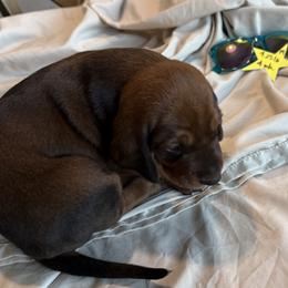 Star - Red male Redbone Coonhound puppy in Angleton, Texas from Dorsett Dogs