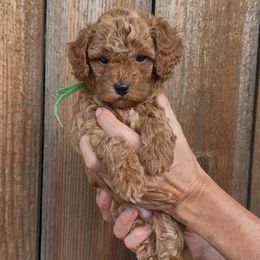 Charlie Brown - Apricot male Assorted Doodle Crosses puppy in Yuba City, California from Lucky Day Doodles