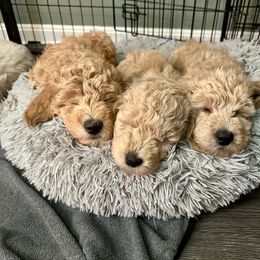 Goldendoodle Puppies from Lykeable Farms