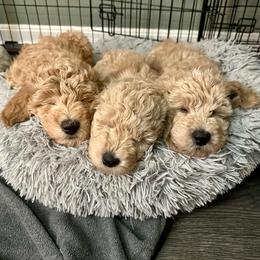 Goldendoodle Puppies from Lykeable Farms