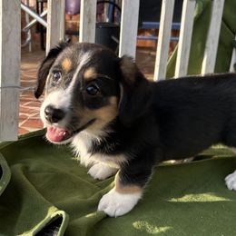 Vesta - Black and white Cardigan Welsh Corgi puppy in Columbia, South Carolina from Luxe Cardigan Welsh Corgis