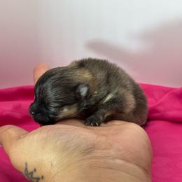 Lulu - Orange sable female Pomeranian puppy in Santa Ana,Ontario, California from Uniquepombabies