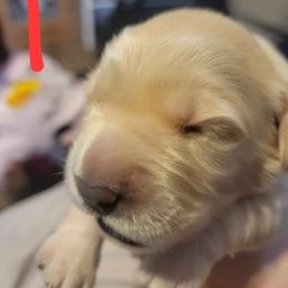 Golden Retriever Puppies from Wild Roost Goldens