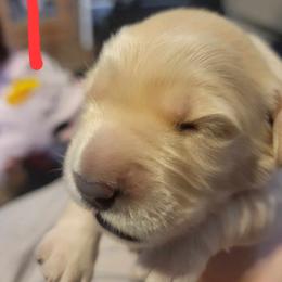 Golden Retriever Puppies from Wild Roost Goldens