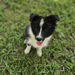 Girl 1 - Black and white female Border Collie puppy in Wildwood, Florida from Isle Breez Border Collies