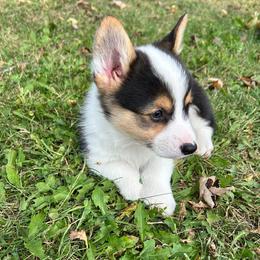 Don - Black and tan male Pembroke Welsh Corgi puppy in Blair, Wisconsin from Sandy’s Pet Grooming and Boarding & AKC Corgis