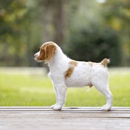 - Brittany puppy in Florida from Crowne Kennels
