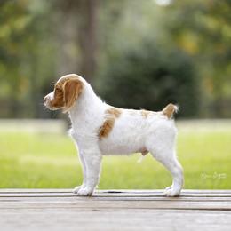 - Brittany puppy in Florida from Crowne Kennels