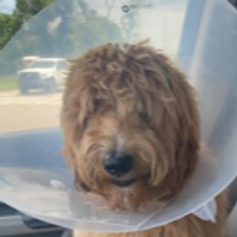 Goldendoodle Puppies from Melodies Daytona Doodles