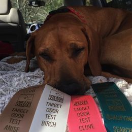 Rhodesian Ridgebacks from Rifrug Rhodesian Ridgebacks