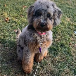 Hazel Grace - Goldendoodle