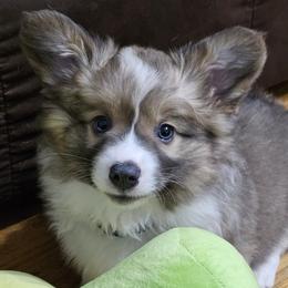 American Corgis and Pembroke Welsh Corgis from Cow Creek Corgis