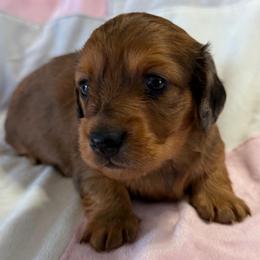 Jasmine - Dapple female Dachshund puppy in Griffin, Georgia from Always Trippin' Doxie Life