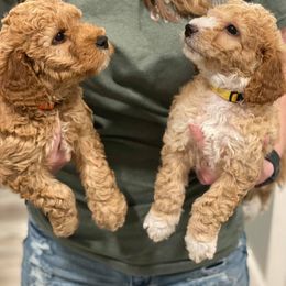 Goldendoodle Puppies from Cape Fear Doodles