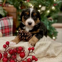 Schleich - Black tri-color female Assorted Doodle Crosses puppy in Randolph, Utah from Dry Canyon Pups