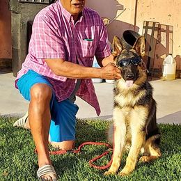 German Shepherd Puppies from Ca-She Shepherds