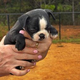 Stitch - Black and white male Boston Terrier puppy in Covington, Georgia from Tuxedo Bostons of Atlanta