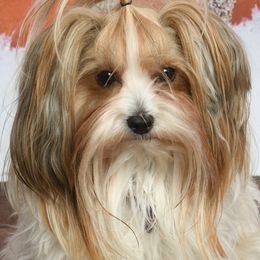 Charlie - Yorkshire Terrier