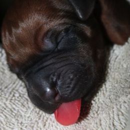German Shepherd and Rhodesian Ridgeback Puppies from Sugar Paws Pets