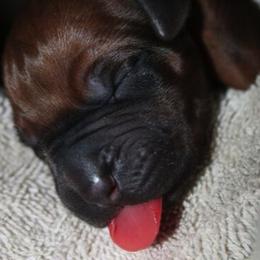 German Shepherd and Rhodesian Ridgeback Puppies from Sugar Paws Pets