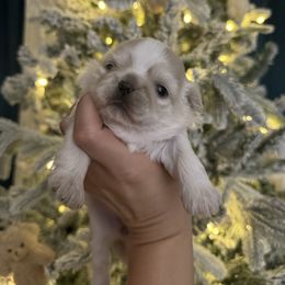 Buttercup - Cream and white female Shih Tzu puppy in Walkertown, North Carolina from Lil’ Bit’s Shih Tzu