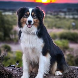 Bo - Miniature Australian Shepherd