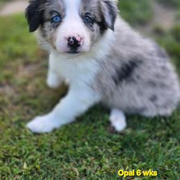 Opal - Blue merle female Border Collie puppy in Richmond, Maine from Lil Maine Border Collies