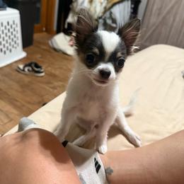 Henry - Chihuahua