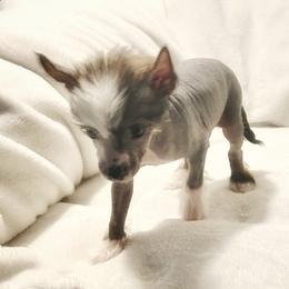 Cash - Slate male Chinese Crested puppy in Henderson, Kentucky from Western Kentucky Chihuahua’s and Chinese Crested’s
