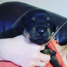 Rottweiler Puppies from Von Haus of Pearl