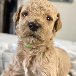 Mr Green collar - Cream male Poodle puppy in Screven, Georgia from Dreamland Standard Poodles