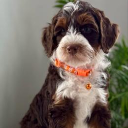 Orange - Tri-color male Bernedoodle puppy in Hesperia, Michigan from Red Acres Poodles & Doodles