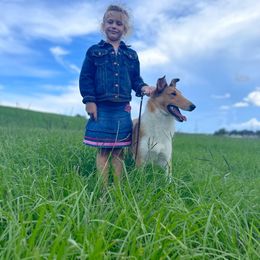 Boston - Collie