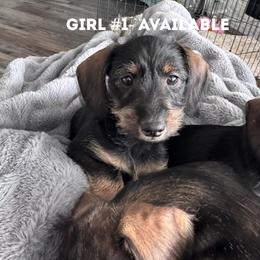 Schnoxie Girl 2 - Black and tan female Companion Cross puppy in Twin Falls, Idaho from Sheri Lauritsen