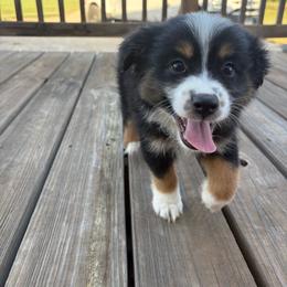 Black Tri Female - Black tri female Miniature Australian Shepherd puppy in Canton, Texas from M&M Aussies